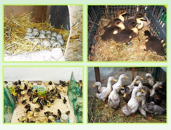 Башкирська качка: опис породи, утримання, розведення і догляд