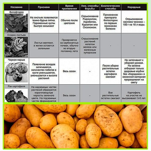 Хвороби картоплі: опис хвороб, лікування, профілактика