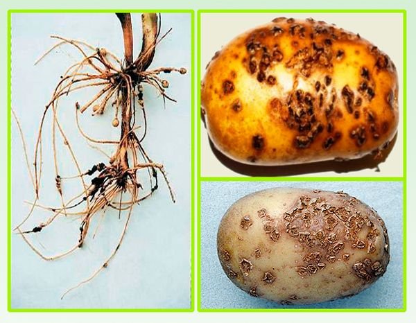 Хвороби картоплі: опис хвороб, лікування, профілактика