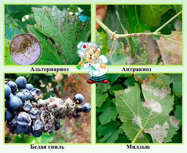 Хвороби винограду: опис захворювань та їх лікування