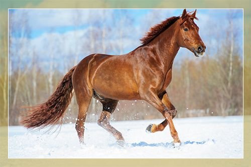 Буденновская кінь: опис і характеристики породи