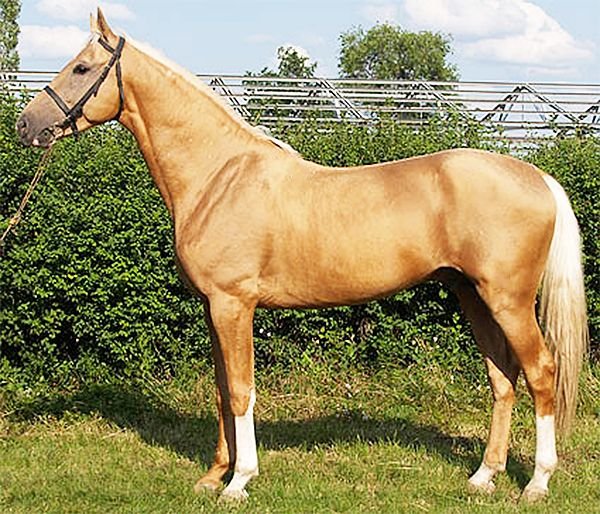 Буденновская кінь: опис і характеристики породи