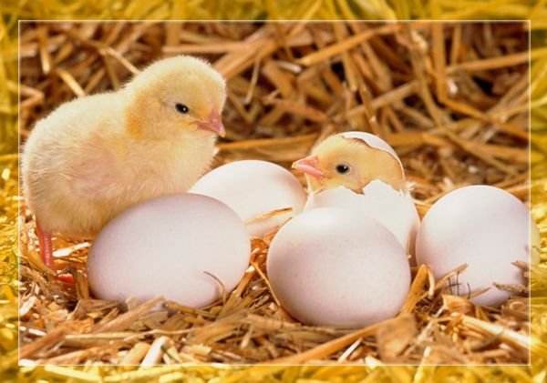 Чим годувати курчат з перших днів життя