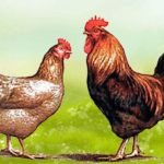 Чим годувати курчат з перших днів життя