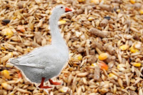 Чим годувати гусей в домашніх умовах взимку і влітку