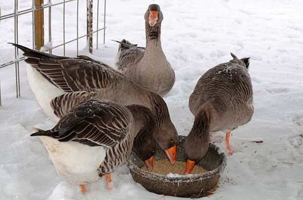 Чим годувати гусей в домашніх умовах взимку і влітку