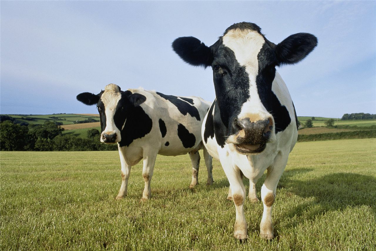 Чим годувати корову перед отеленням, після отелення, взимку