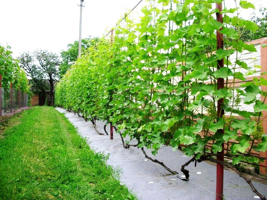 как посадить виноград на участке