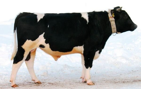 Чорно ряба порода корів: опис і характеристики породи