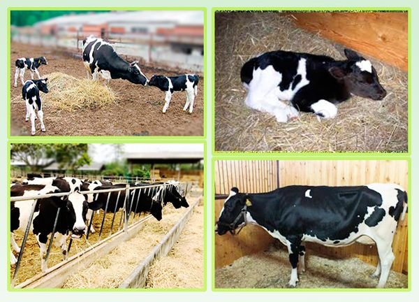 Чорно ряба порода корів: опис і характеристики породи