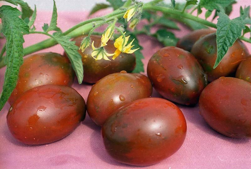 Чорні томати: найкращі сорти з описаним і характеристиками