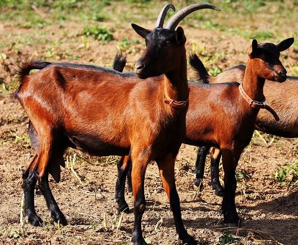Чеські кози опис породи, утримання та догляд за породою