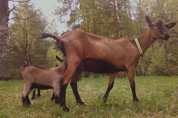 Чеські кози опис породи, утримання та догляд за породою