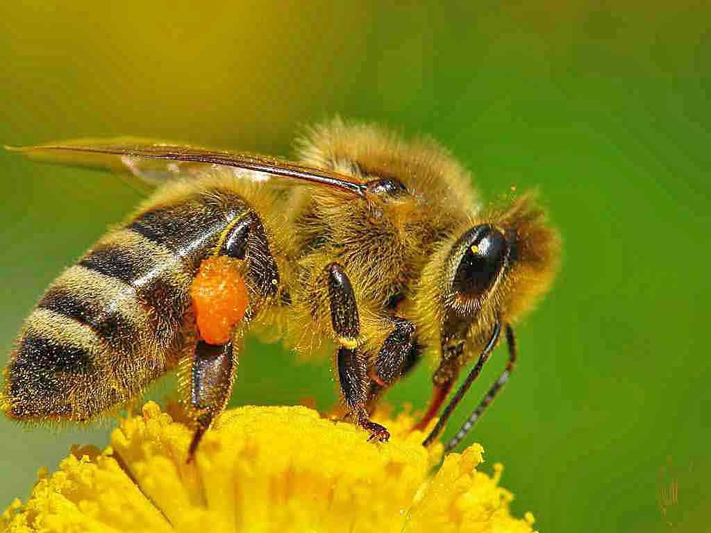 Дикі бджоли: види, відмінності, де живуть, як позбутися