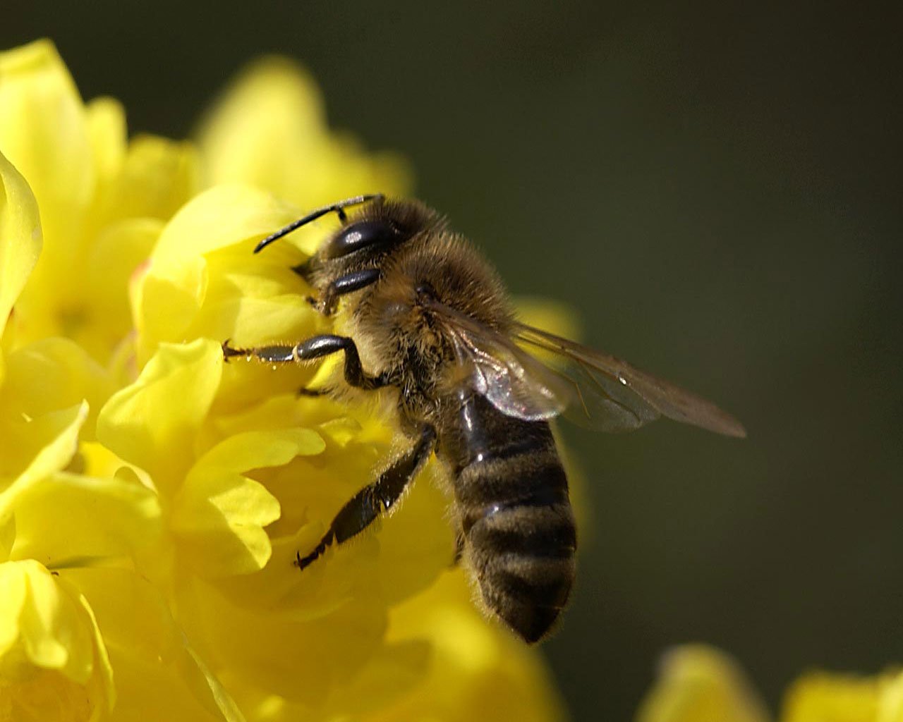 Дикі бджоли: види, відмінності, де живуть, як позбутися