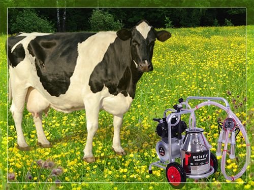 Доїльні апарати для корів: види, переваги, інструкція по використанню