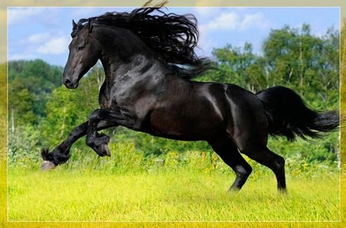 Фризька кінь: опис породи, характер, екстерєр та застосування
