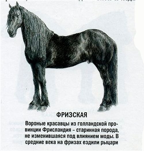 Фризька кінь: опис породи, характер, екстерєр та застосування