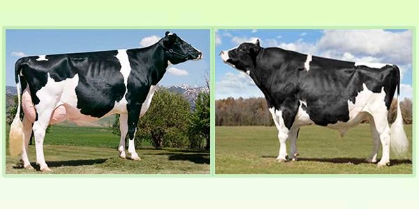 Голштинська порода корів: опис і породи продуктивність