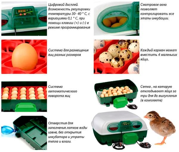 Інкубація яєць цесарок в домашніх умовах, опис процесу