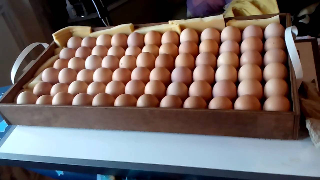 Інкубатор Бліц: норма, 48, 72, 120 яєць