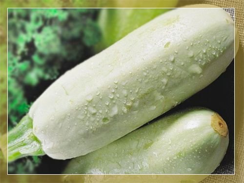 Кабачок Грибовський 37: опис сорти, вирощування і догляд