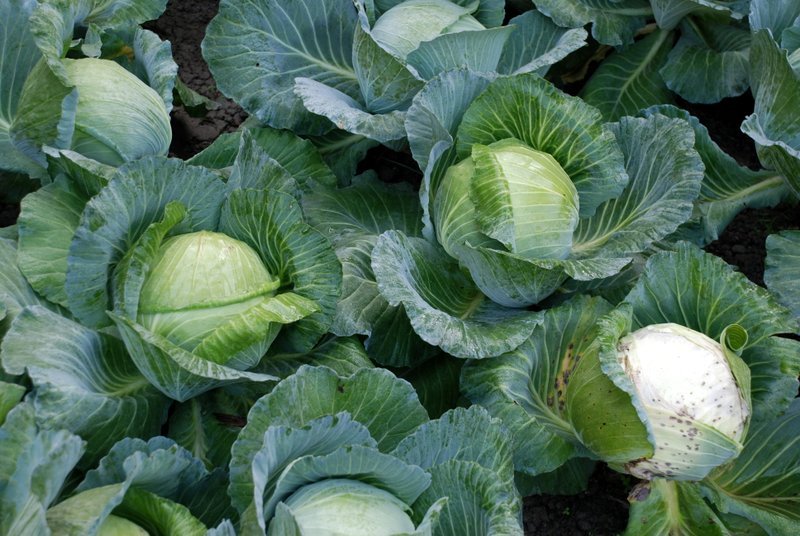 Як зберігати капусту в погребі взимку: опис кращих способів