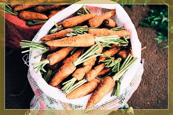 Як зберігати моркву в погребі взимку в домашніх умовах