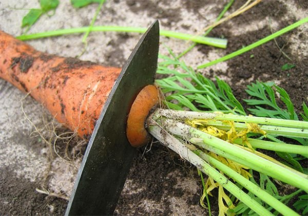 Як зберігати моркву в погребі взимку в домашніх умовах