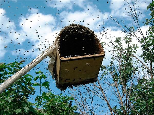 Як зловити рій бджіл у пастку і пересадити у вулик