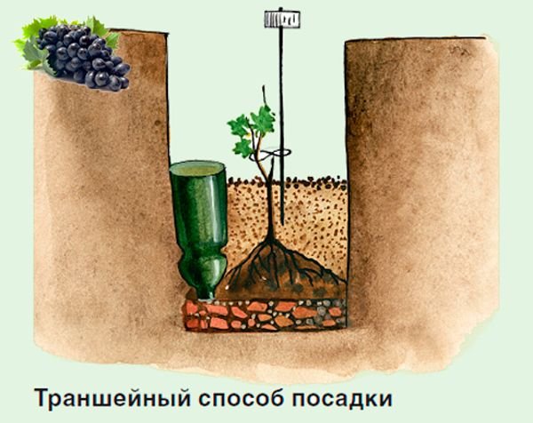Як посадити виноград живцями в домашніх умовах