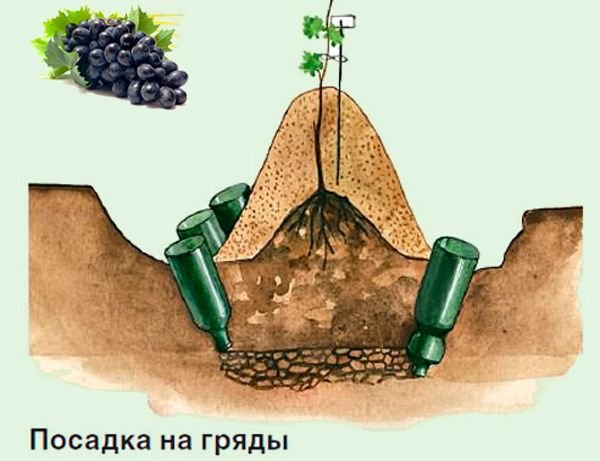 Як посадити виноград живцями в домашніх умовах