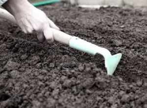 Як правильно садити цибулю севок навесні у відкритий грунт
