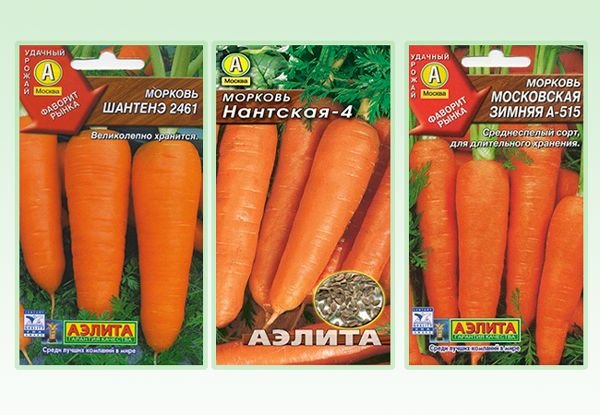 Як правильно садити моркву у відкритий грунт