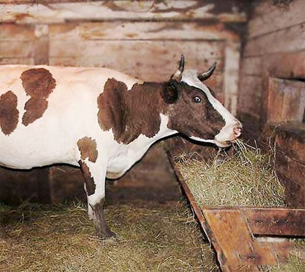 Як раздоить корову після отелення і чим годувати в перші дні