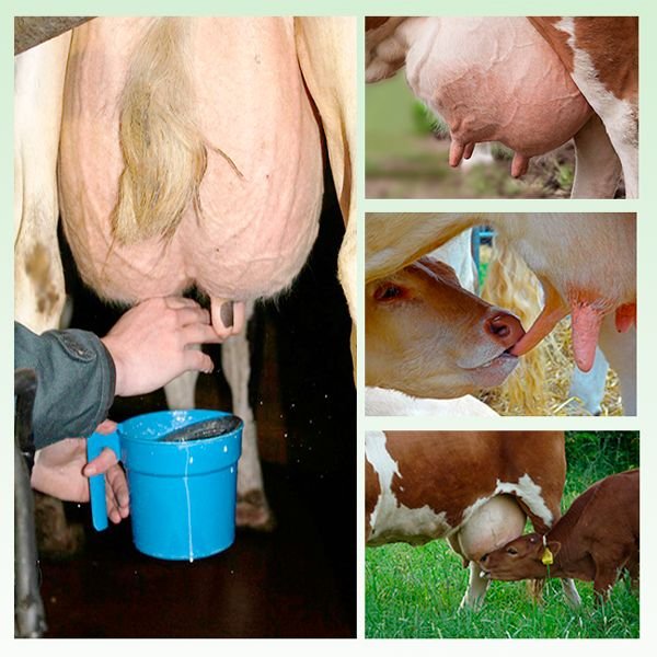 Як раздоить корову після отелення і чим годувати в перші дні