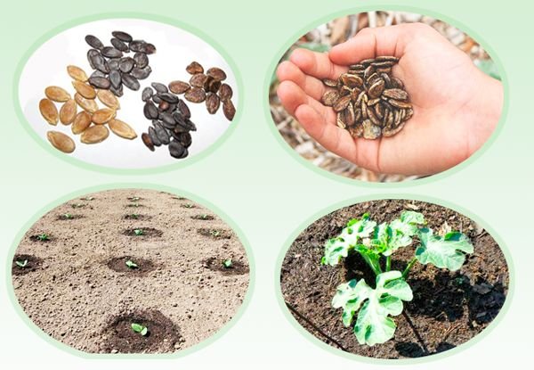 Як садити кавуни насінням у відкритий грунт