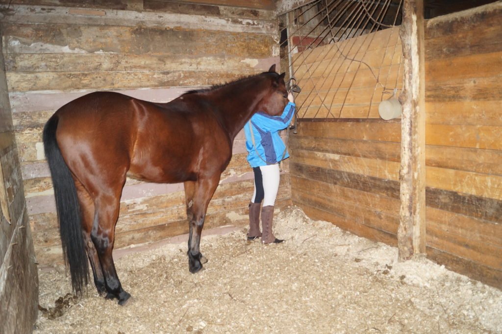 Як доглядати за конем в домашніх умовах