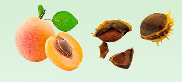 Як виростити абрикос з кісточки в домашніх умовах