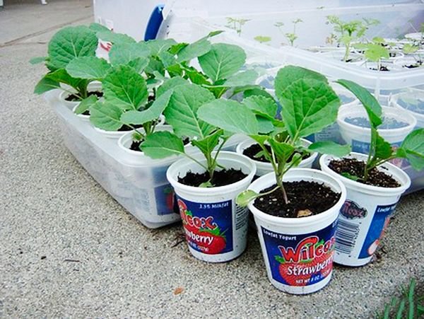Як виростити розсаду капусти в домашніх умовах