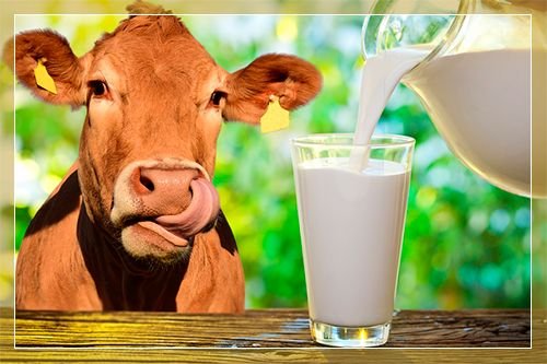 Яка жирність домашнього коровячого молока, від чого вона залежить