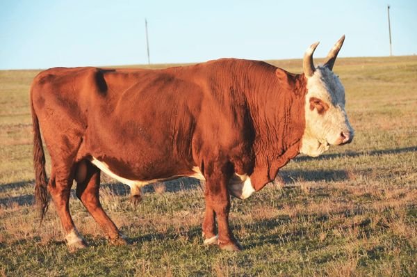 Калмицька порода корів: опис, зміст і розведення