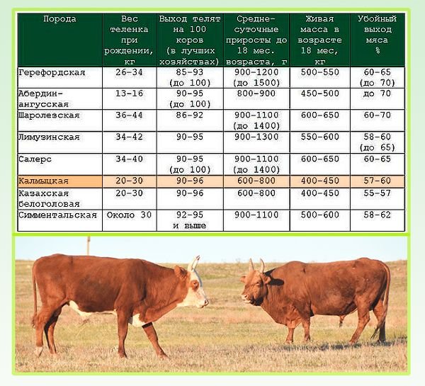 Калмицька порода корів: опис, зміст і розведення