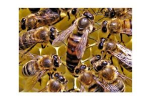Канді для бджіл: як приготувати, рецепти, види