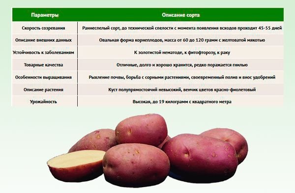 Сорт картофеля журавинка характеристика фото и описание