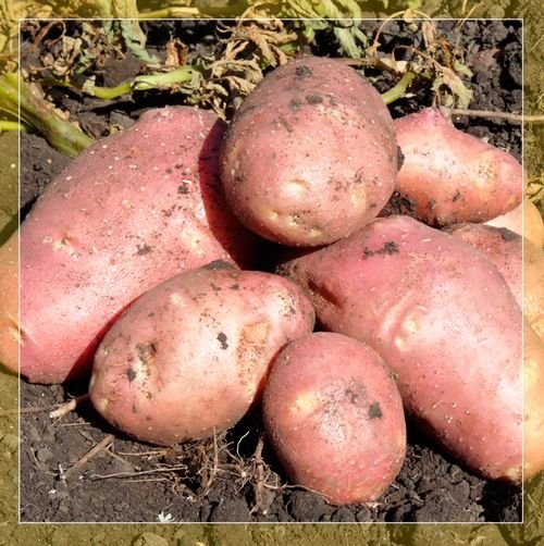 Картопля Ред Скарлет: опис сорти, вирощування і догляд