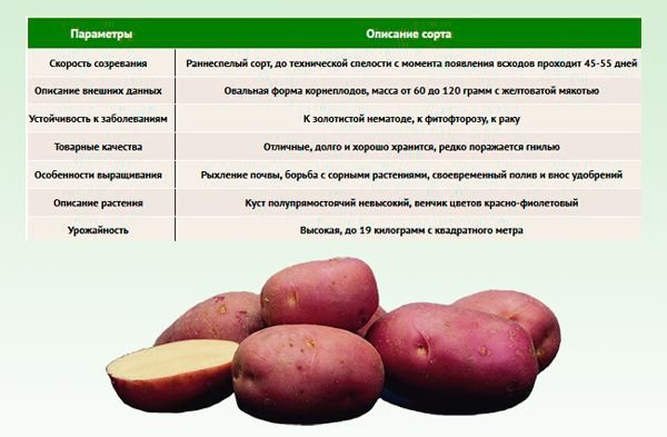 Картопля Ред Скарлет: опис сорти, вирощування і догляд