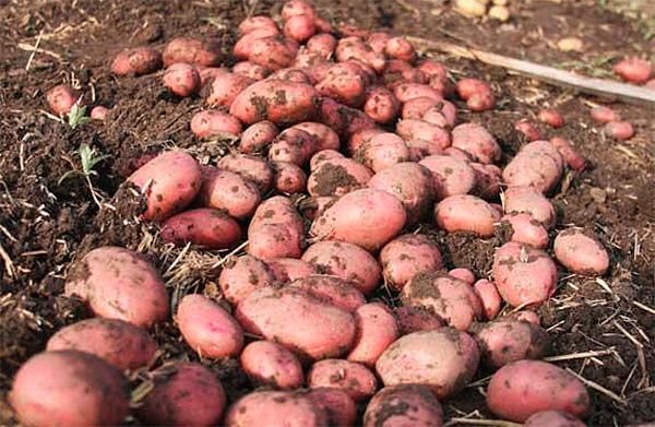 Картопля Кг: опис сорту, як вирощувати, фото картоплі