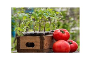 Коли садити помідори на розсаду в 2019 році