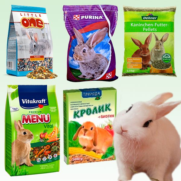 Комбікорм для кроликів: склад, норми годівлі, своїми руками
